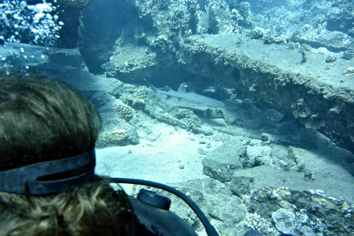 Whitetip Reef Shark