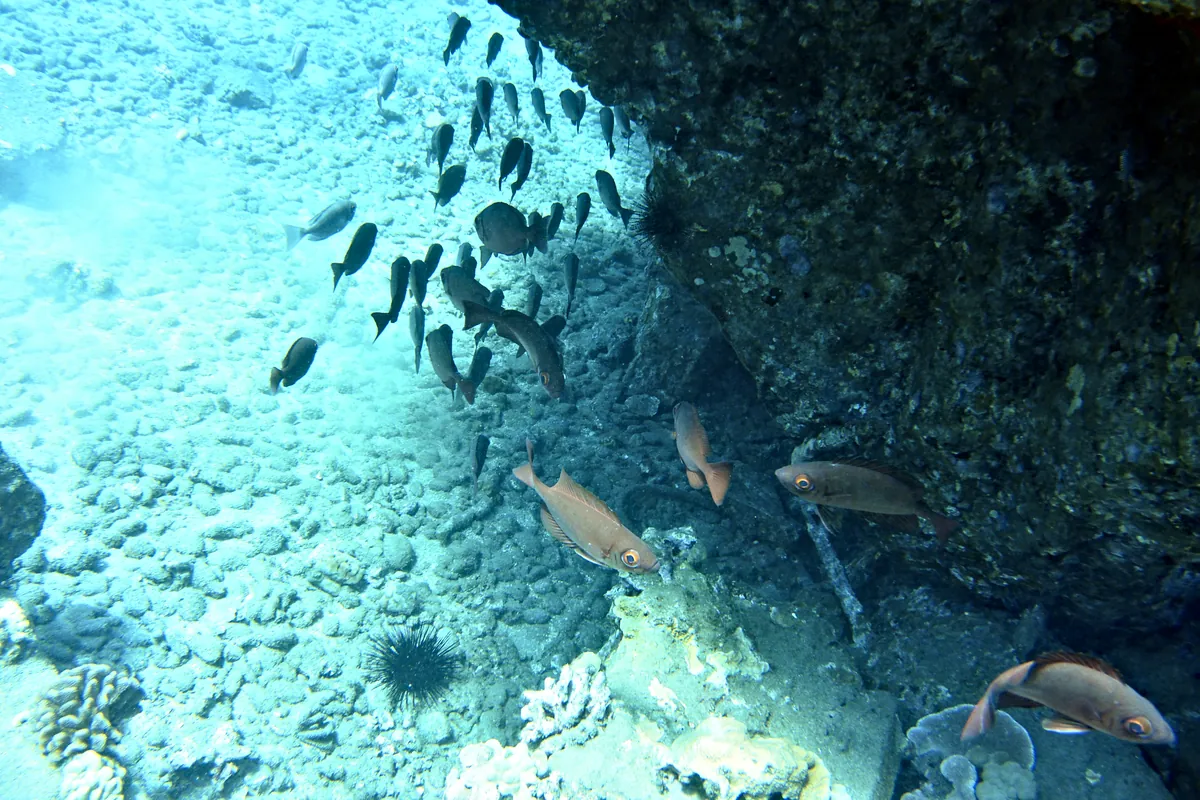 Hawaiian bigeye