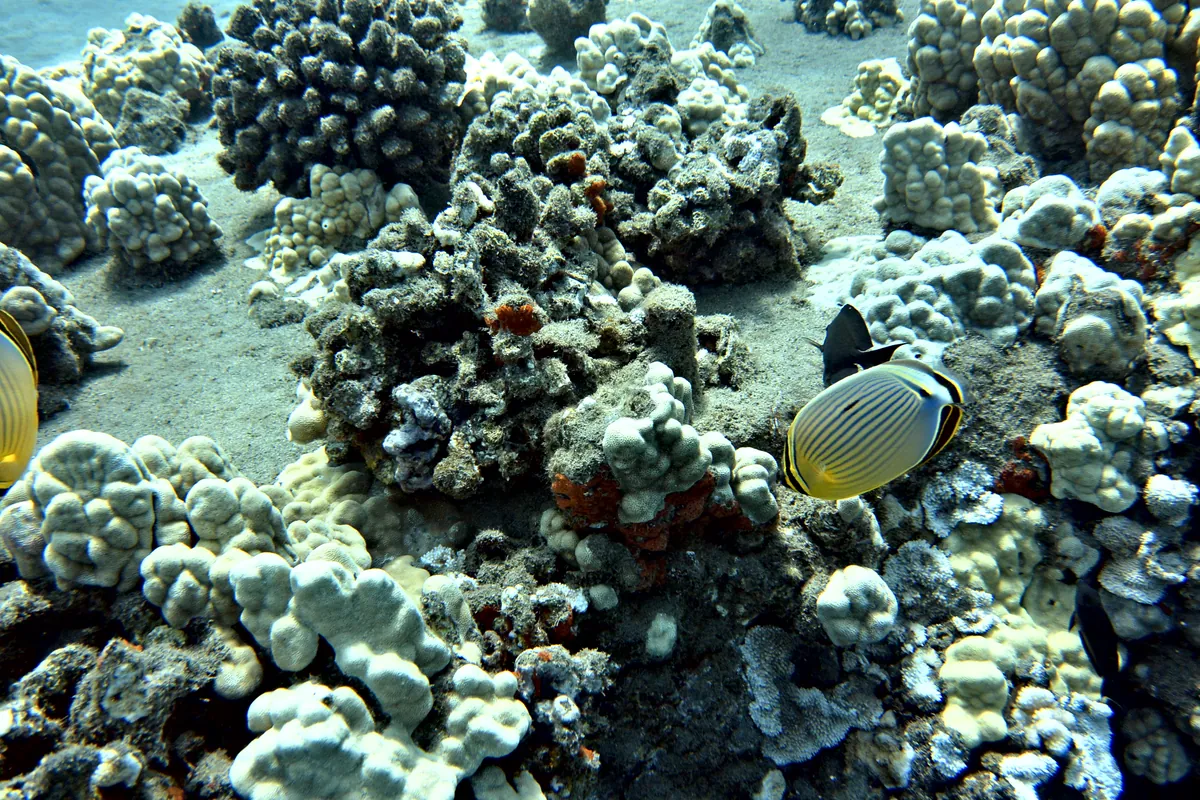 Oval Butterflyfish