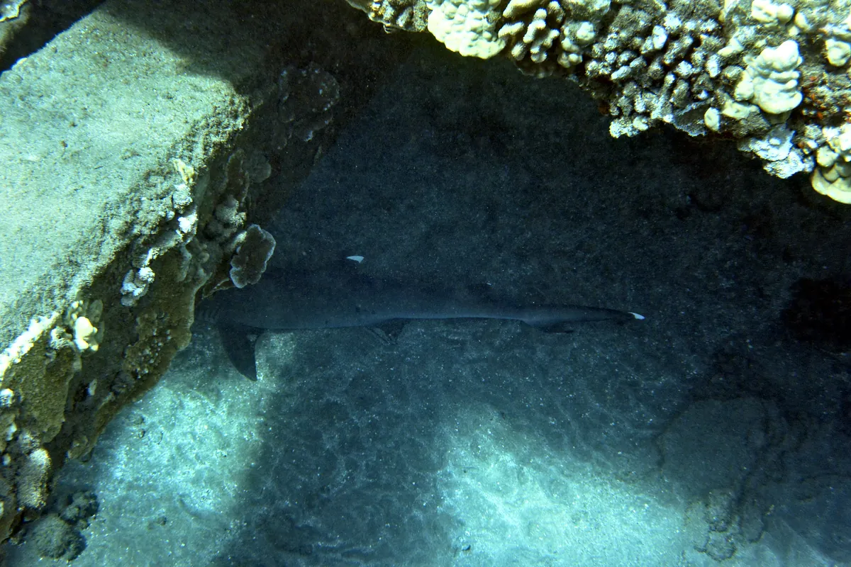 Whitetip Reef Shark