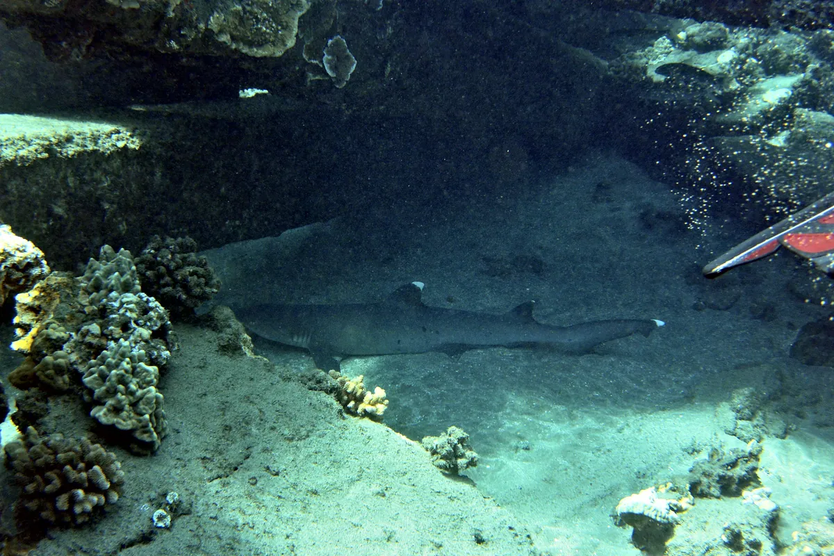 Whitetip Reef Shark