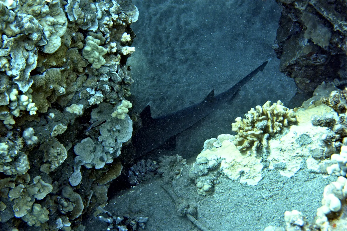 Whitetip Reef Shark
