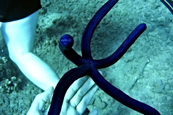 Blue Sea Star