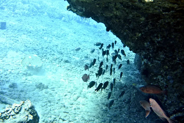 Hawaiian bigeye