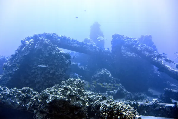 Bluestripe Snapper