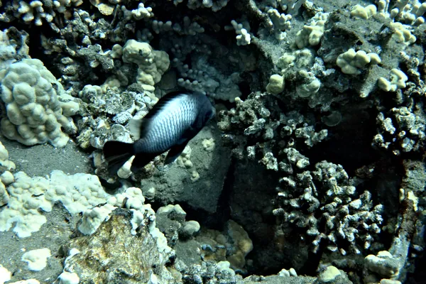 Hawaiian dascyllus