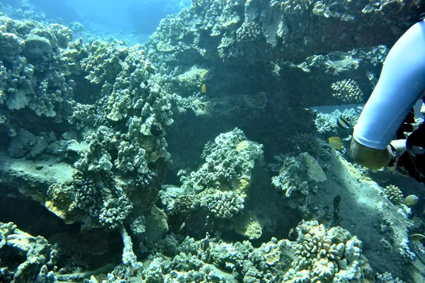 Big Longnose Butterflyfish