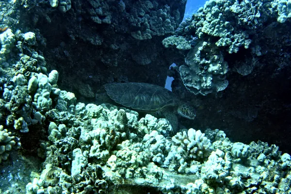 Broadclub Cuttlefish