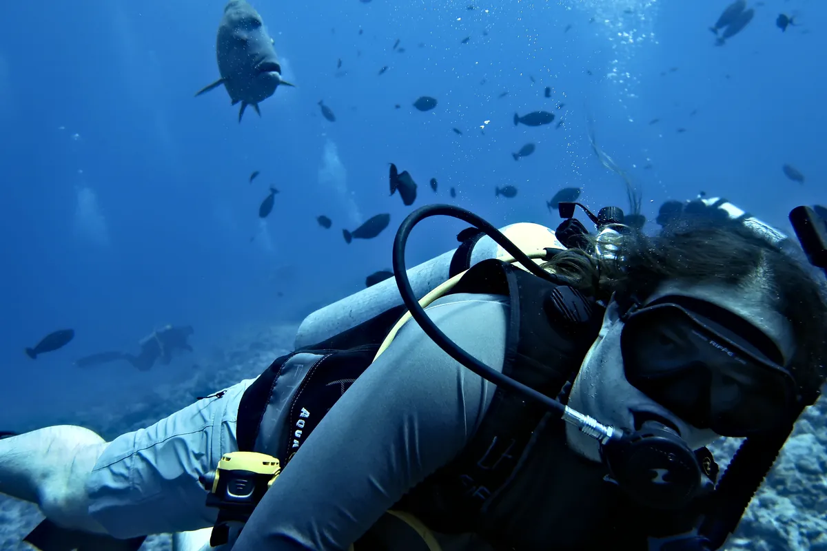Humphead Wrasse