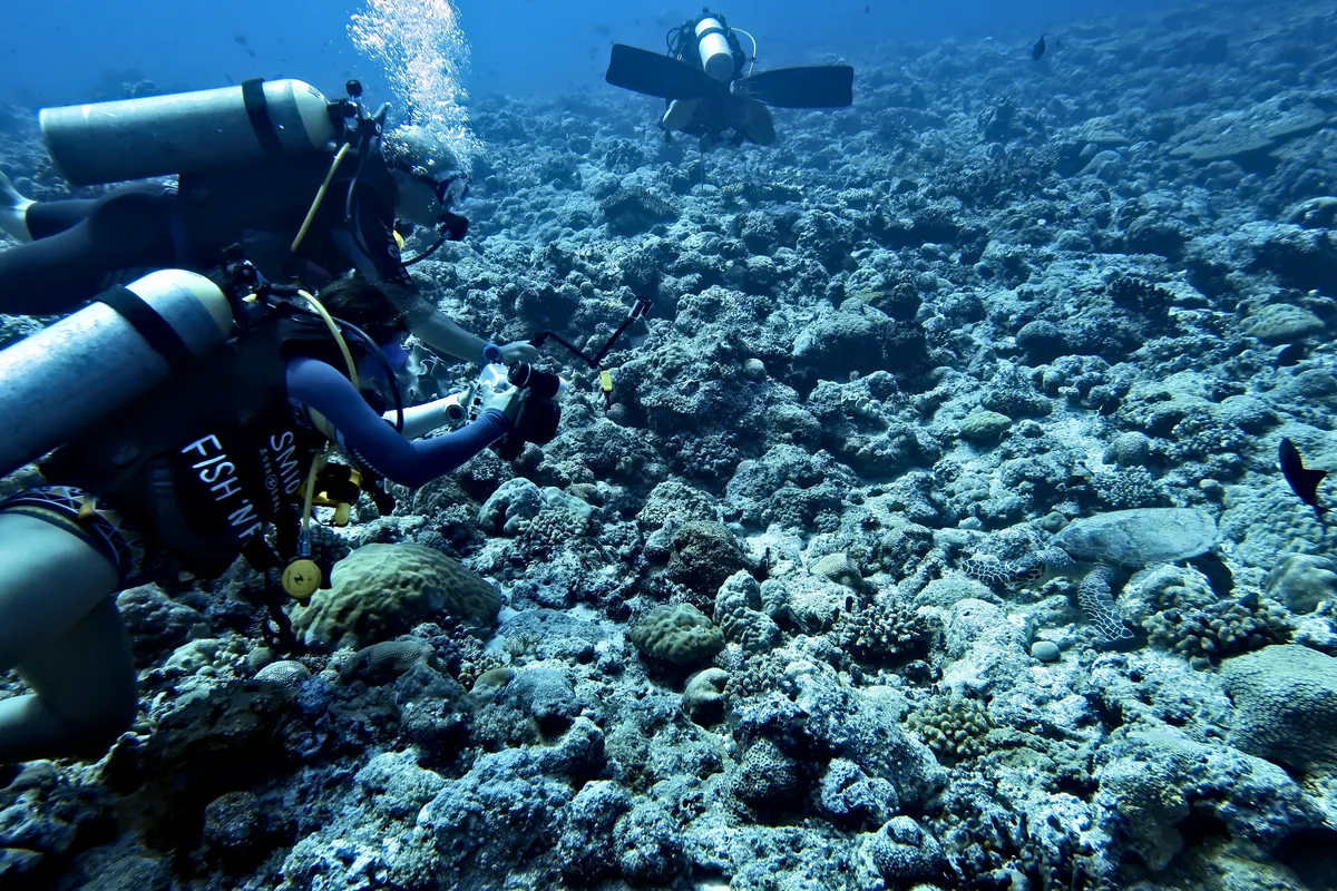 Hawksbill Sea Turtle