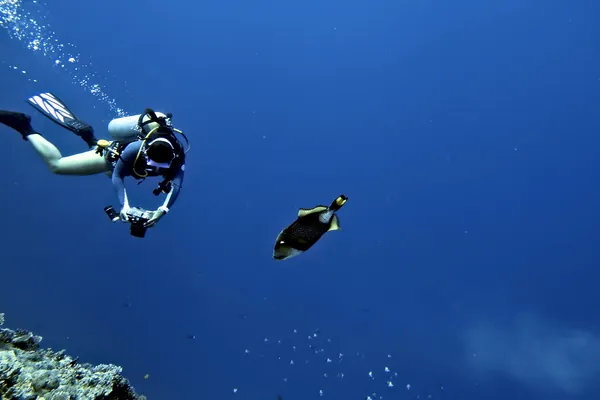 Titan Triggerfish