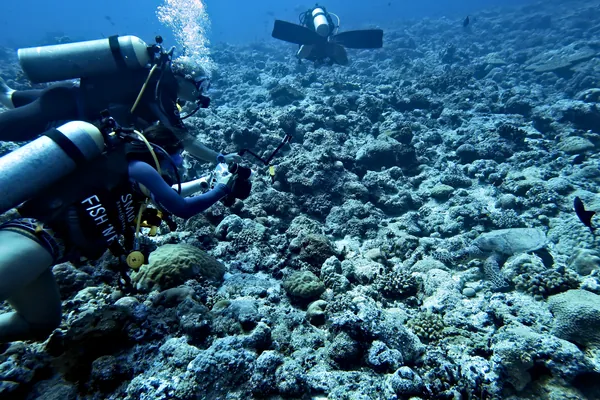 Hawksbill Sea Turtle