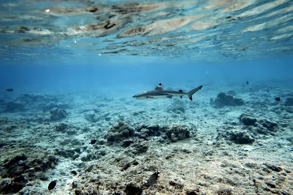 Blacktip Reef Shark
