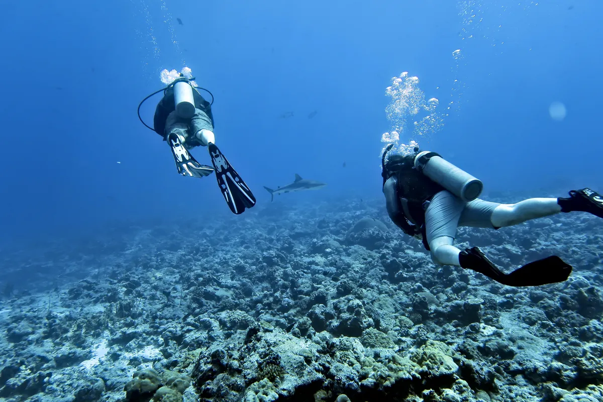 Grey Reef Shark