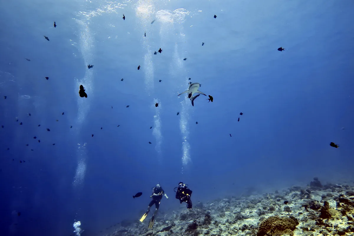 Grey Reef Shark