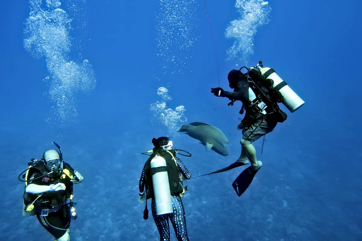 Humphead Wrasse