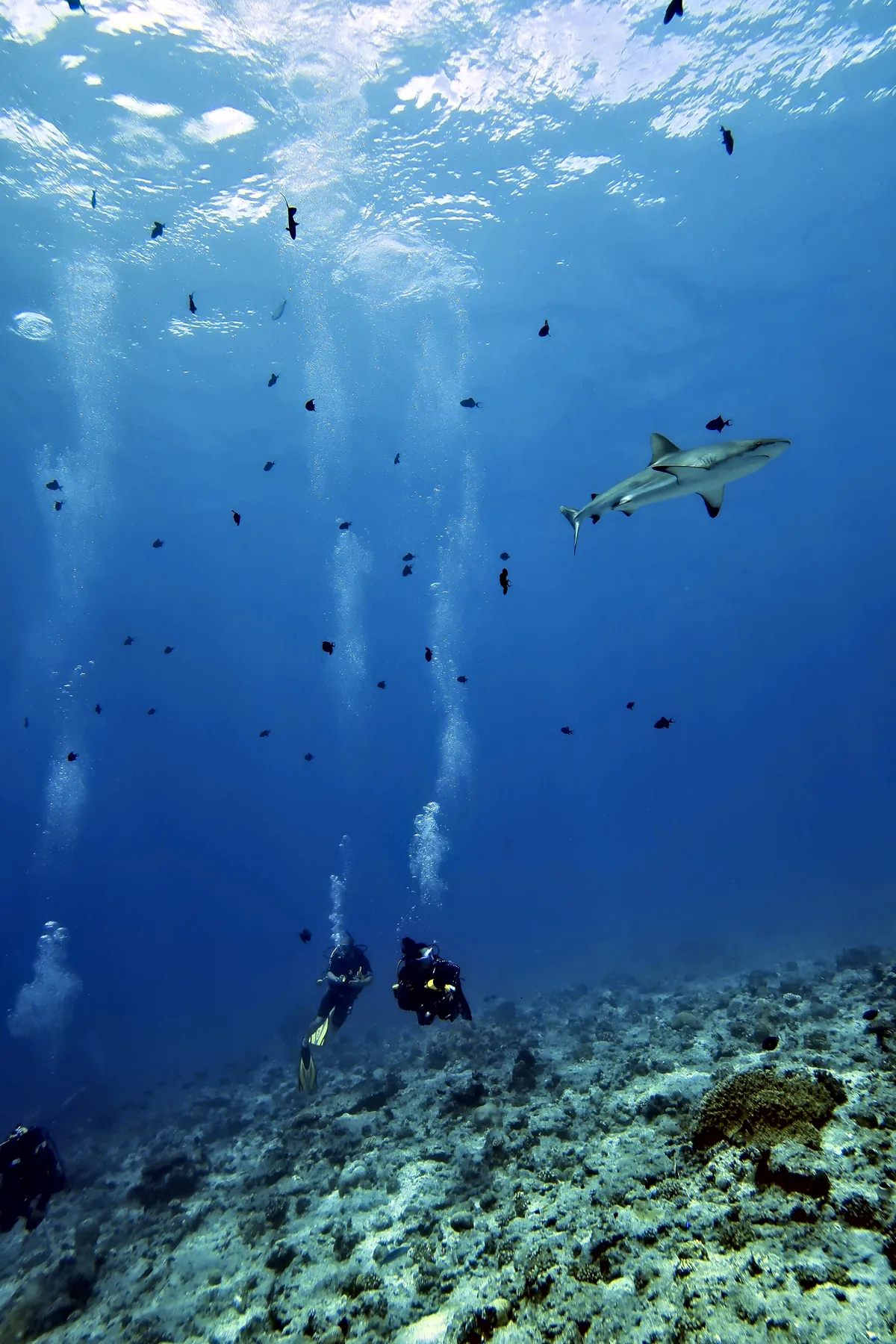 Grey Reef Shark