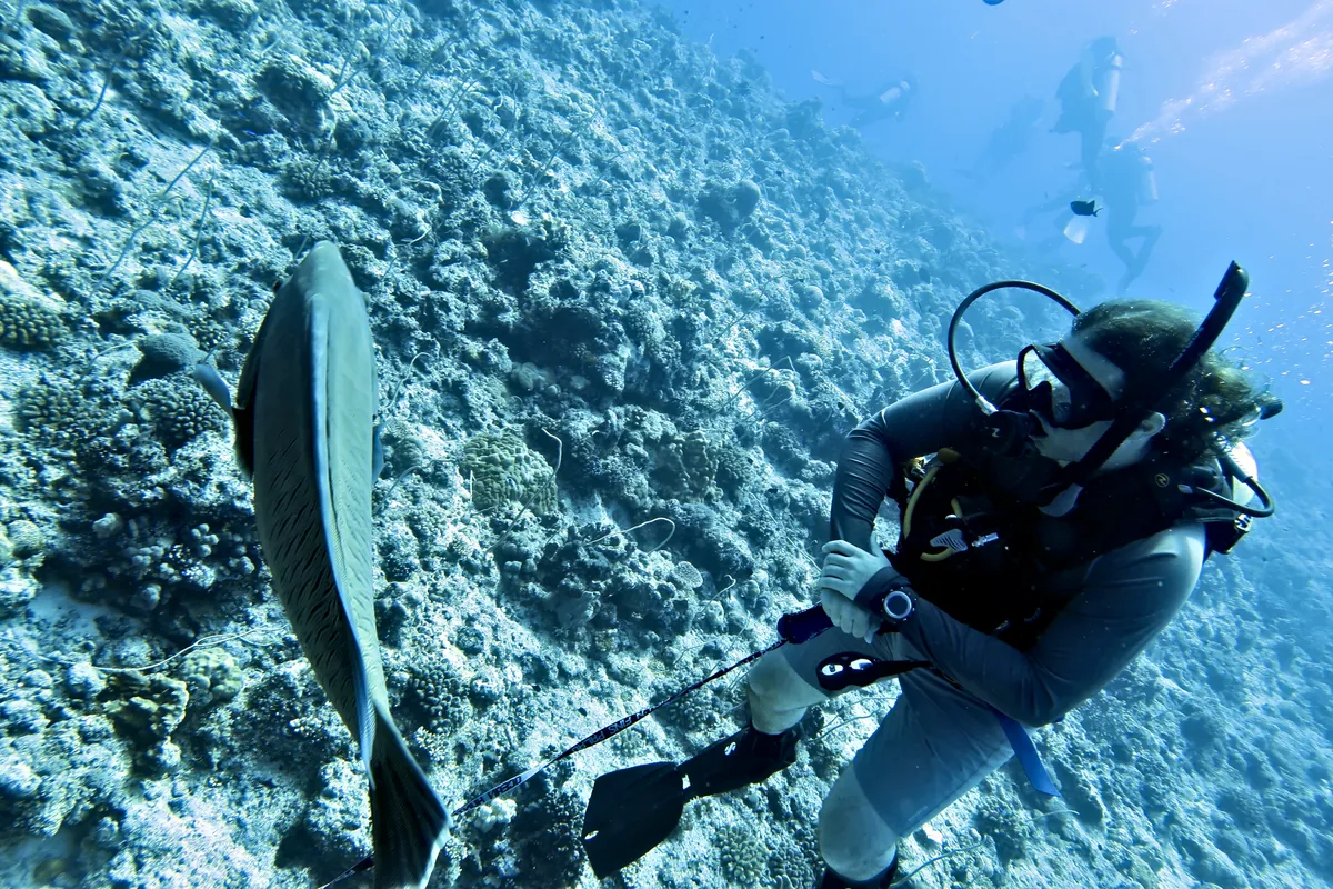Humphead Wrasse