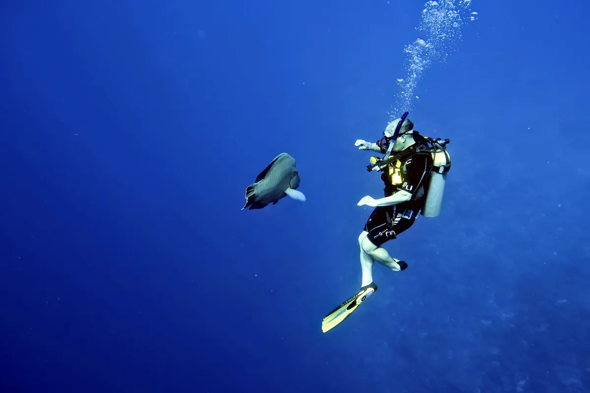 Humphead Wrasse