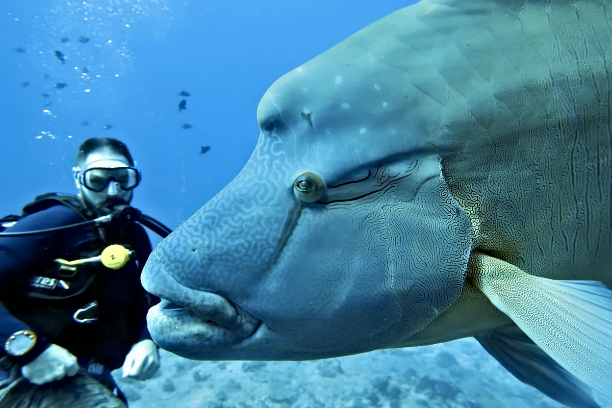 Humphead Wrasse