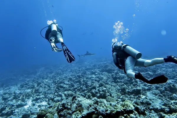 Grey Reef Shark