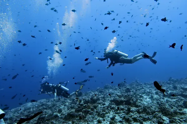 Redtoothed Triggerfish