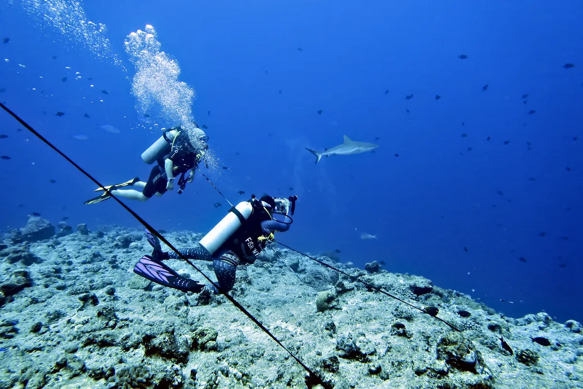 Grey Reef Shark