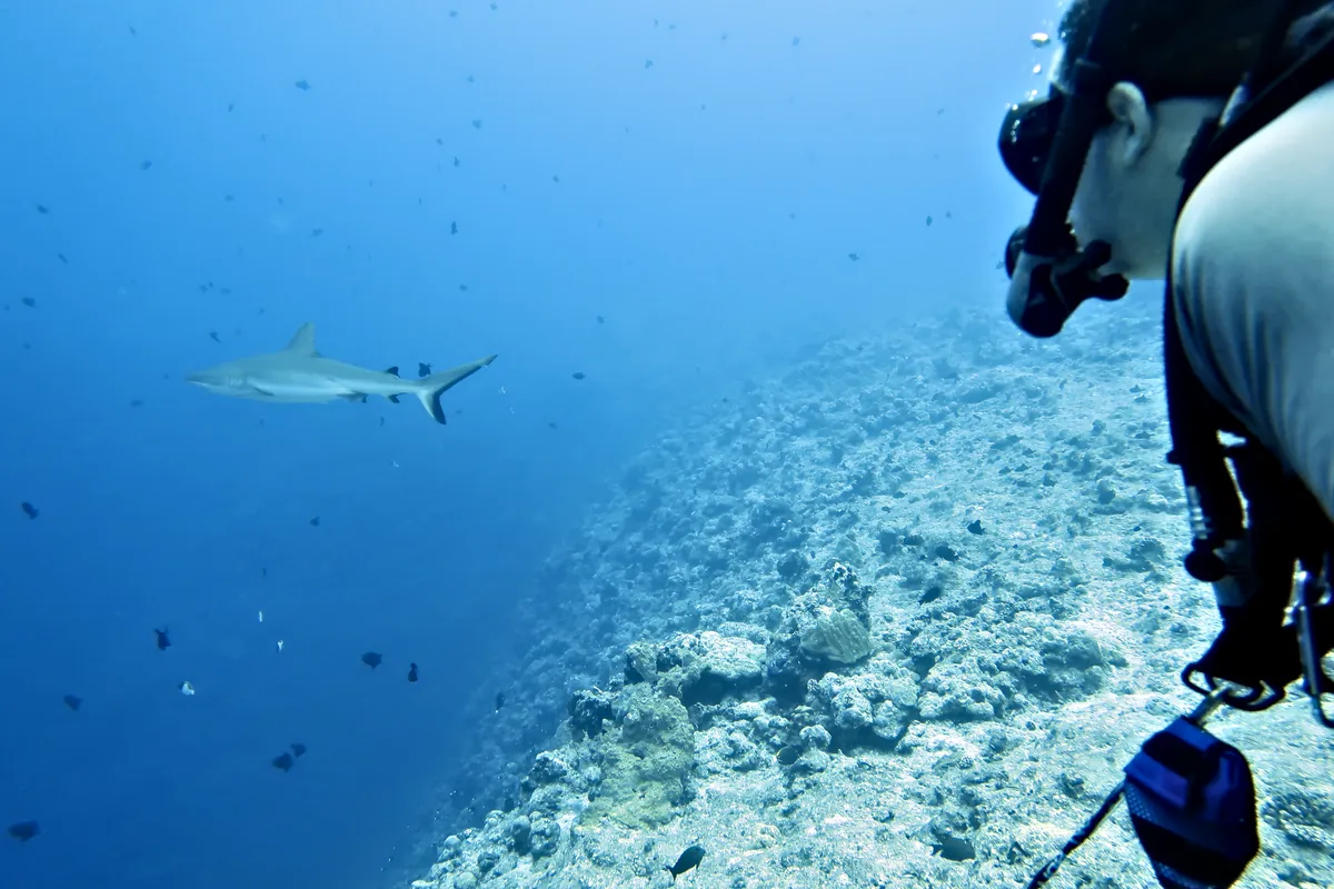 Grey Reef Shark
