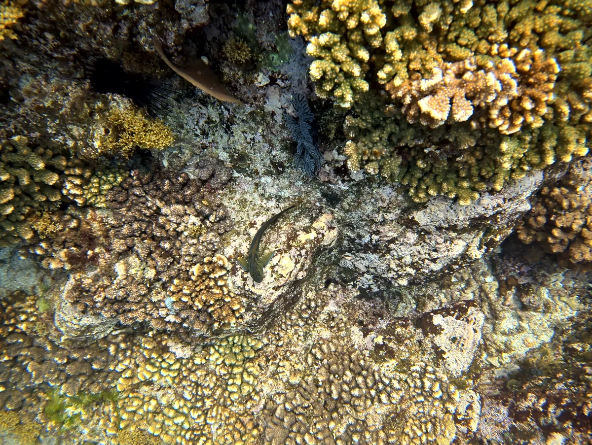 Panamic Fanged Blenny
