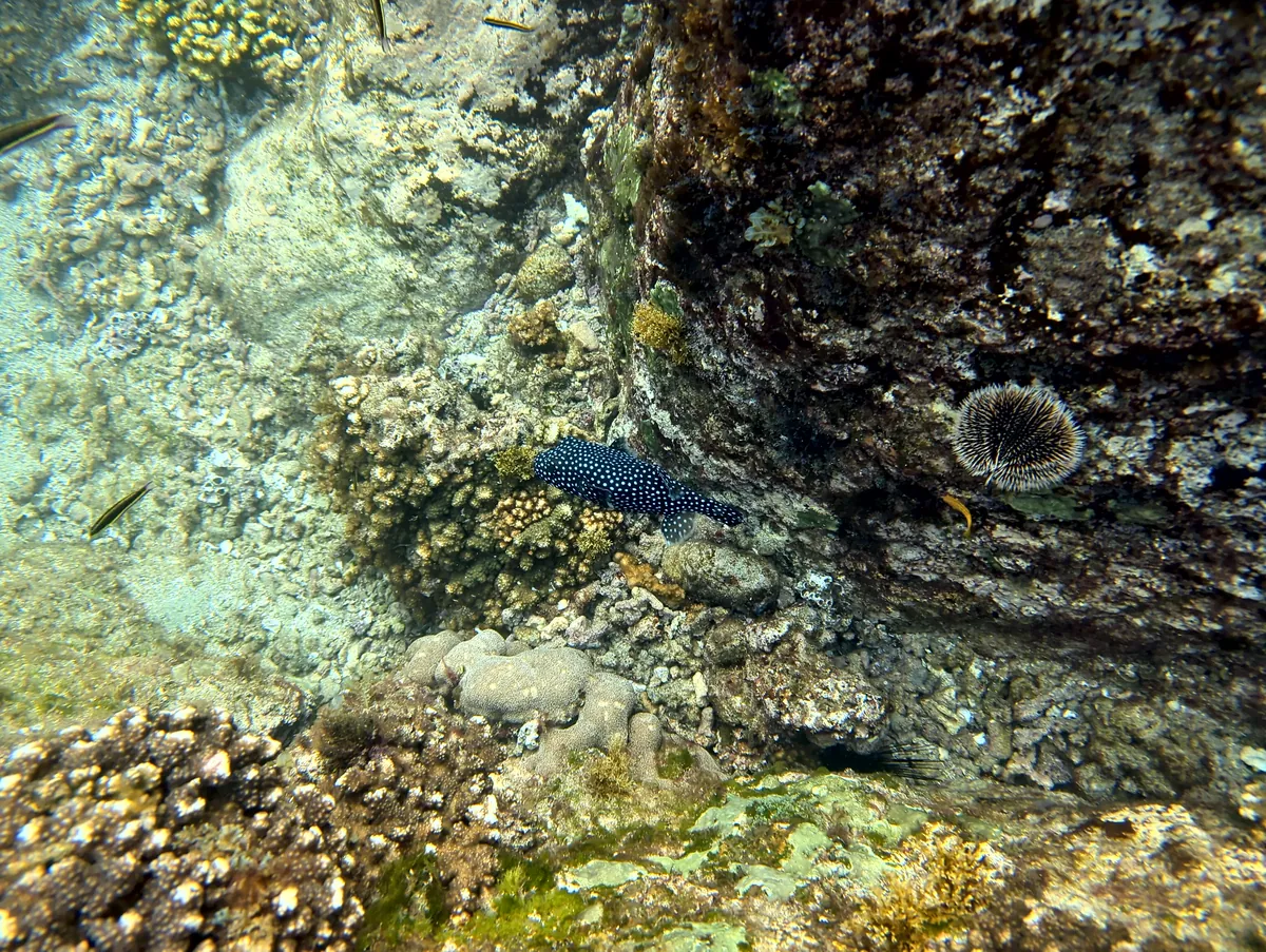 Guineafowl Puffer