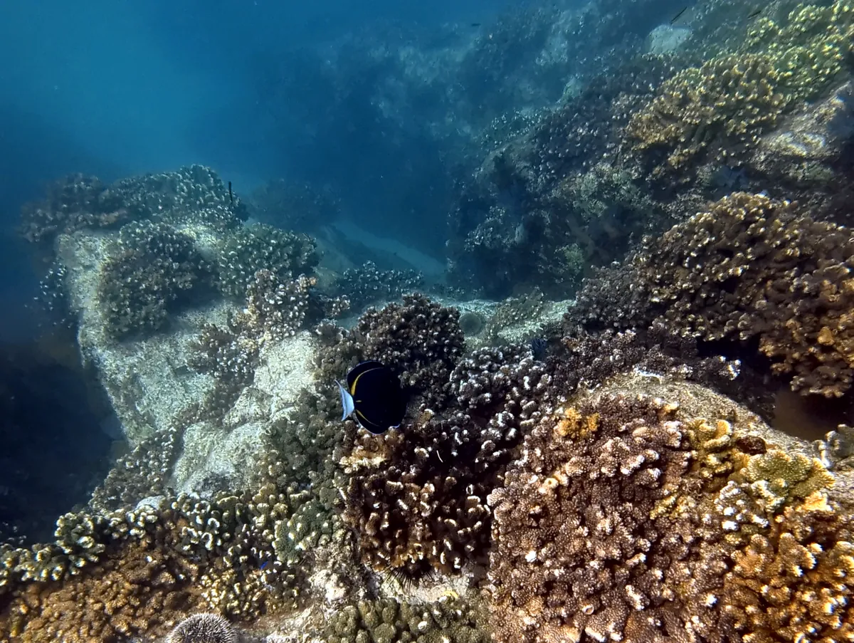 Whitecheek Surgeonfish