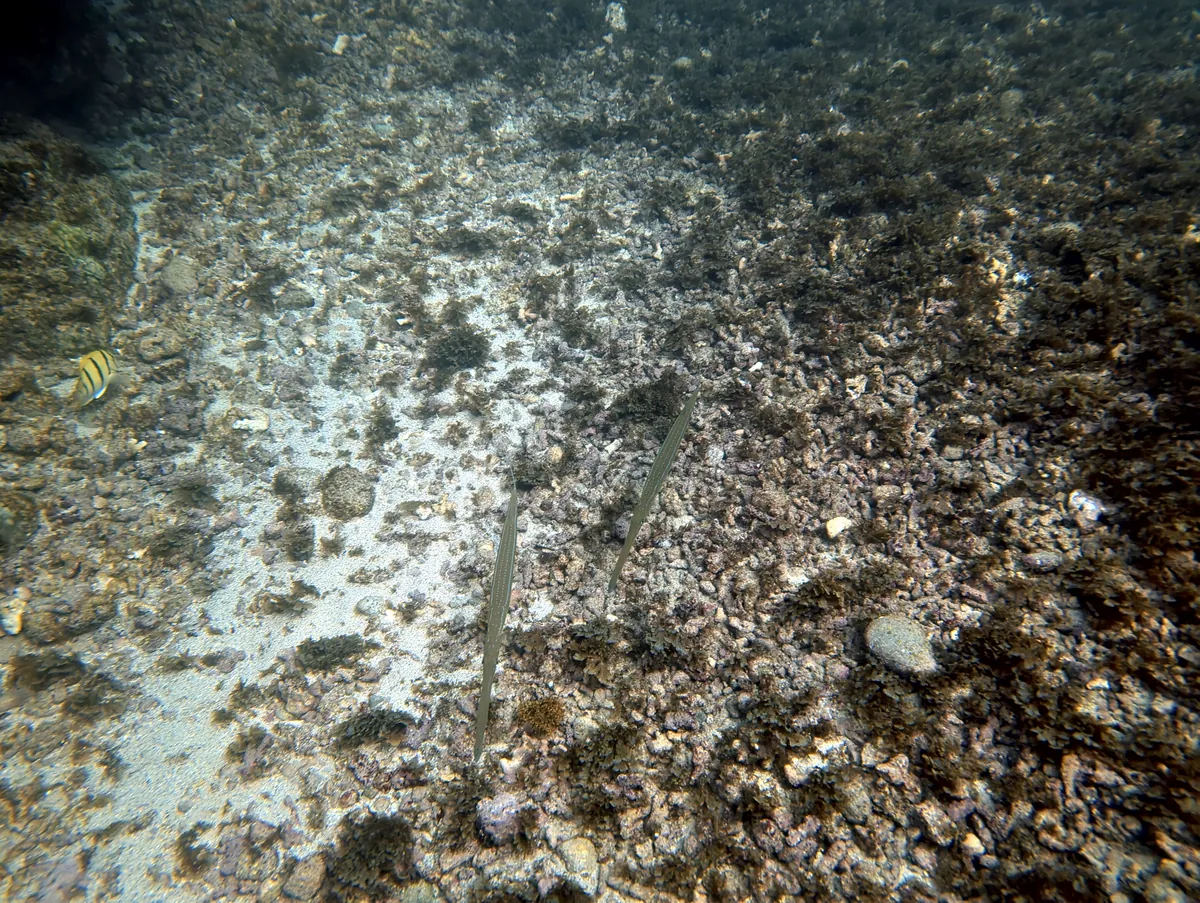 Reef Cornetfish