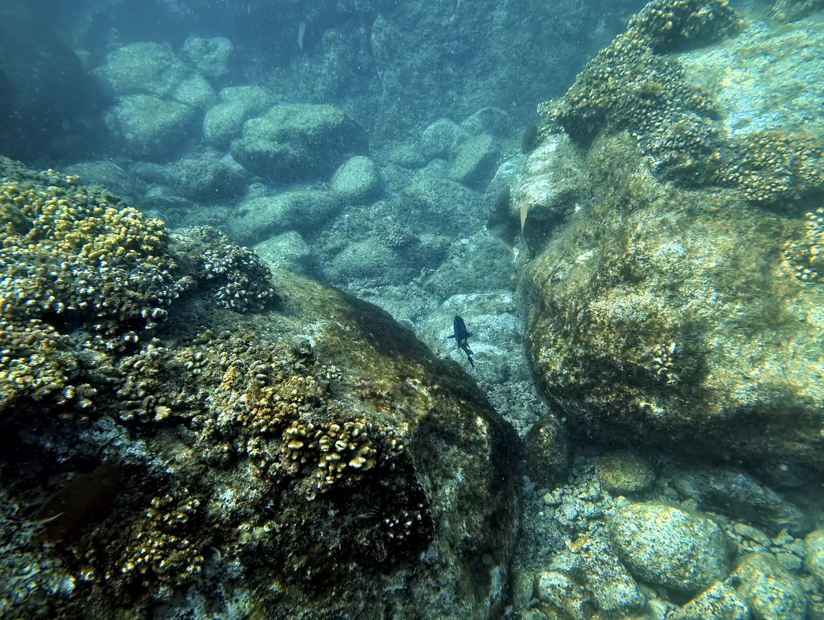 Giant Damselfish