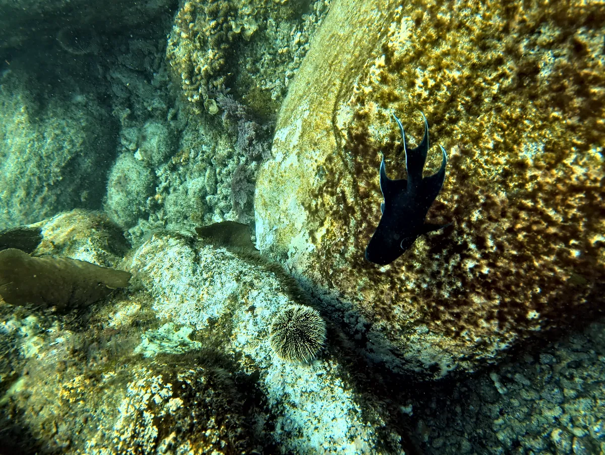 Giant Damselfish