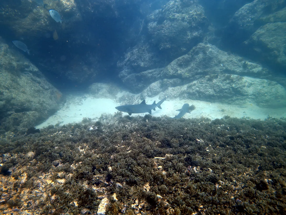 Whitetip Reef Shark