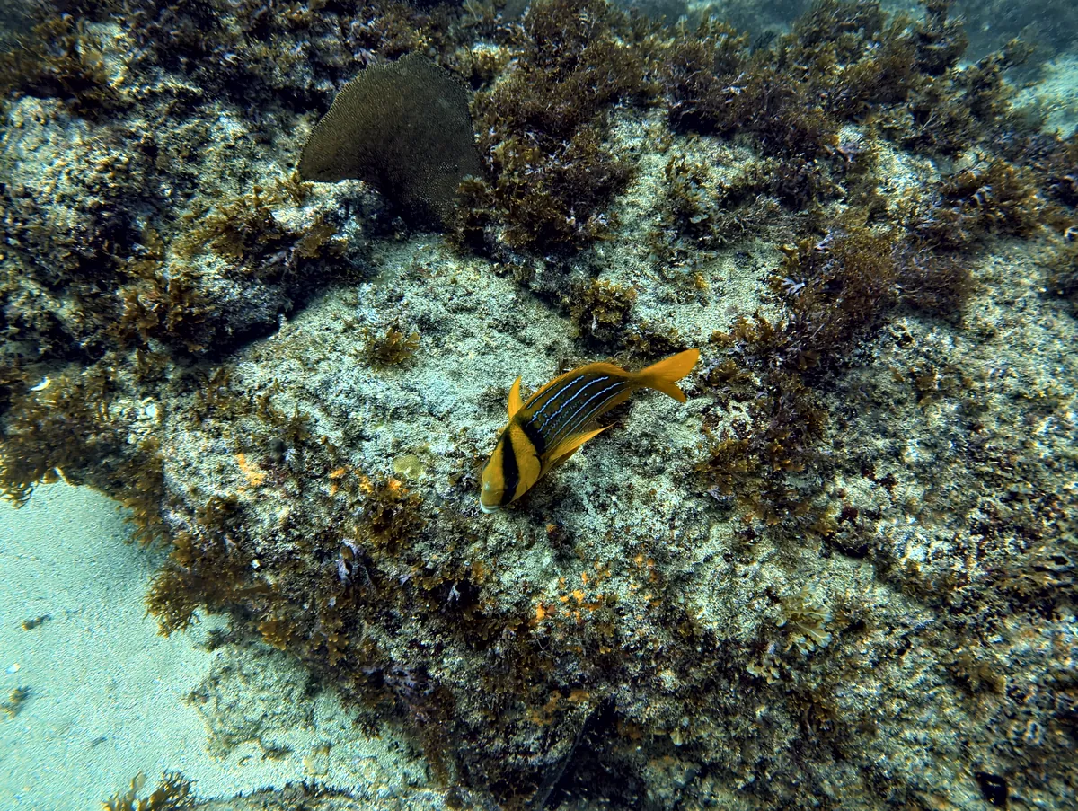 Panamic Porkfish