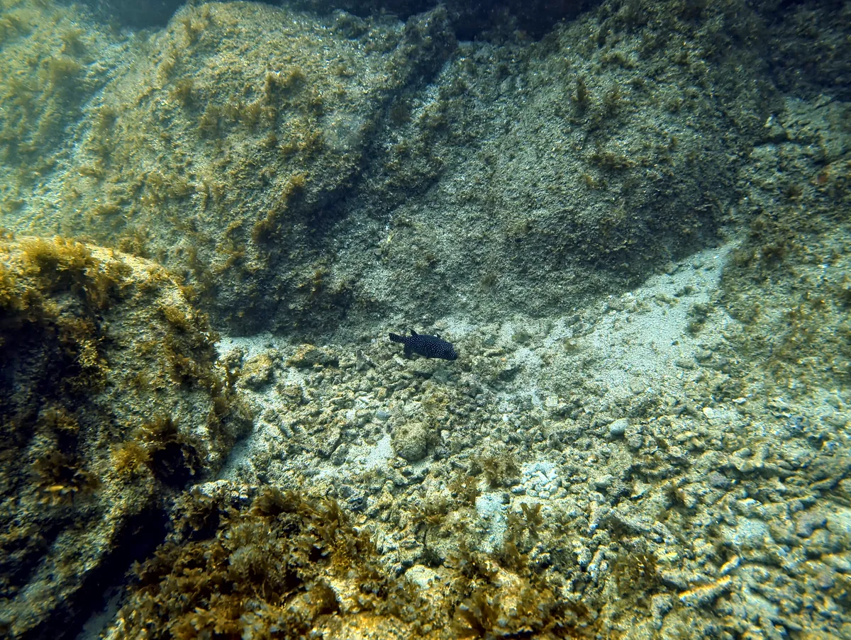 Guineafowl Puffer