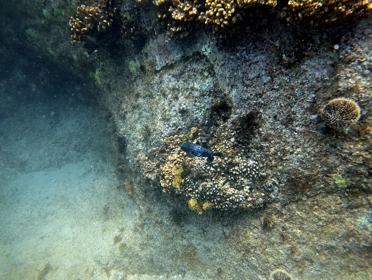 Guineafowl Puffer