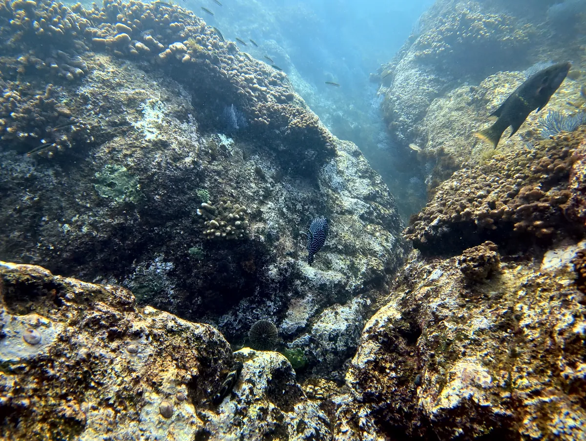 Guineafowl Puffer