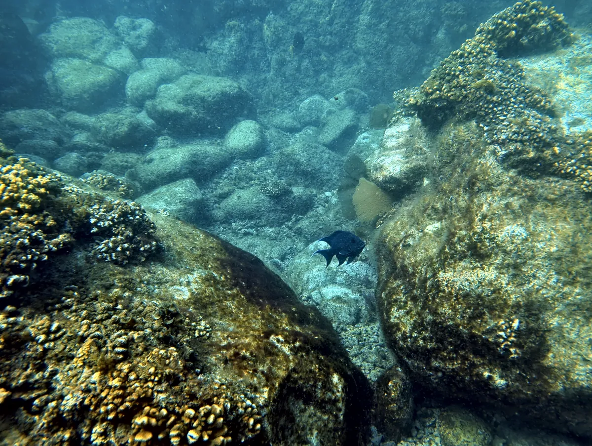 Giant Damselfish