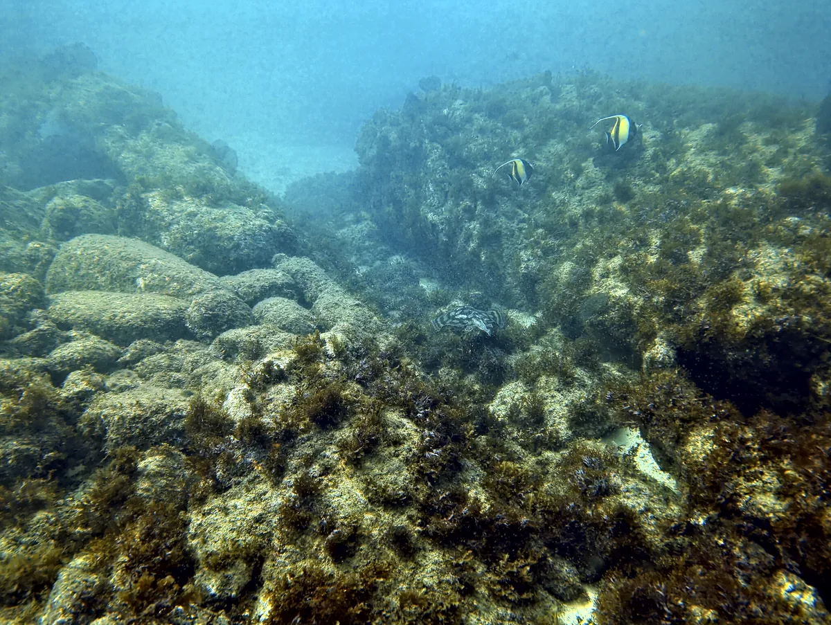 Bullseye Round Stingray