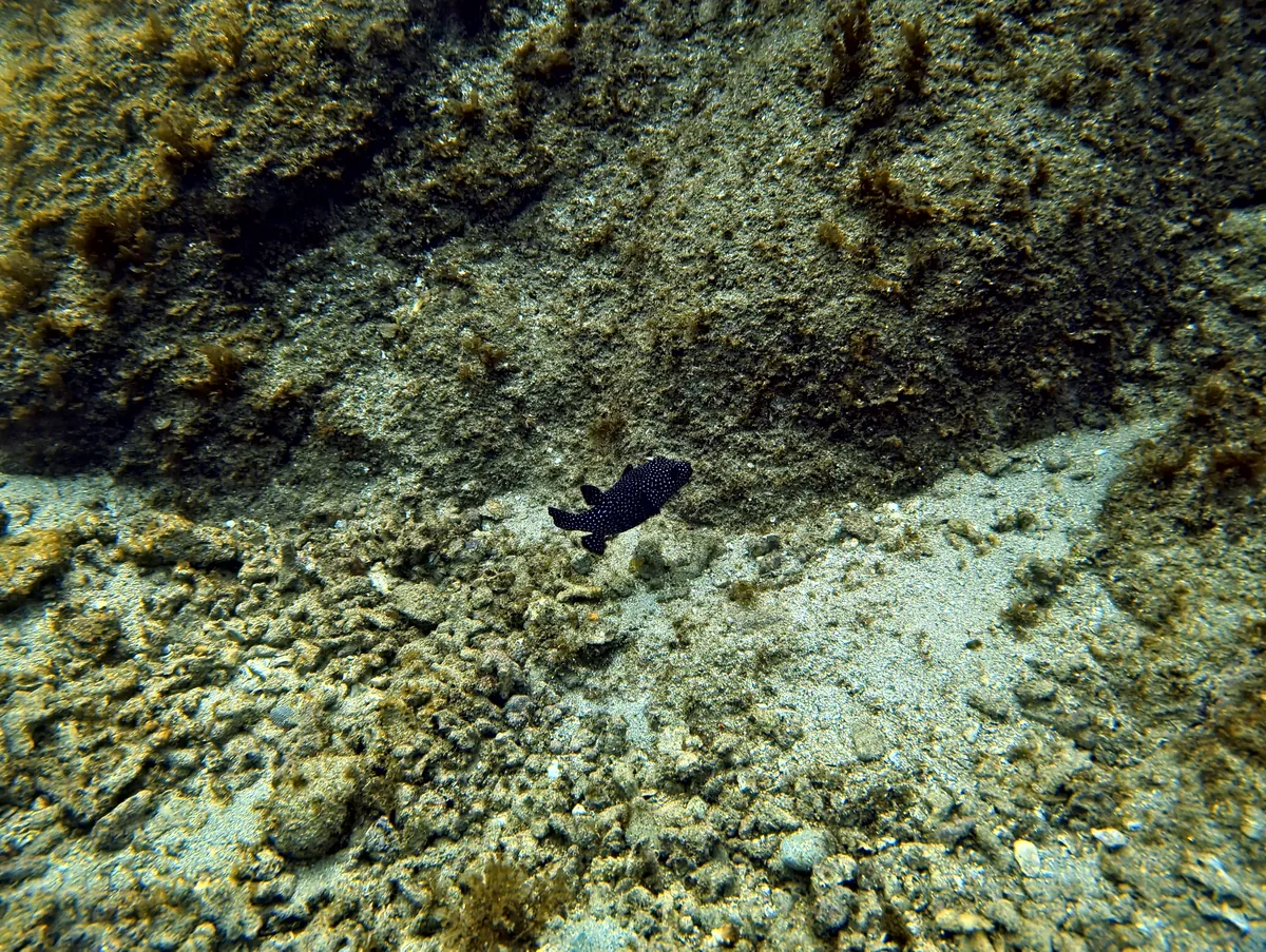 Guineafowl Puffer