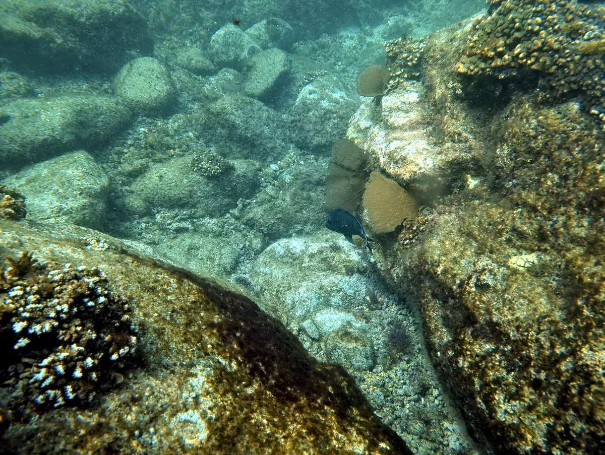 Giant Damselfish