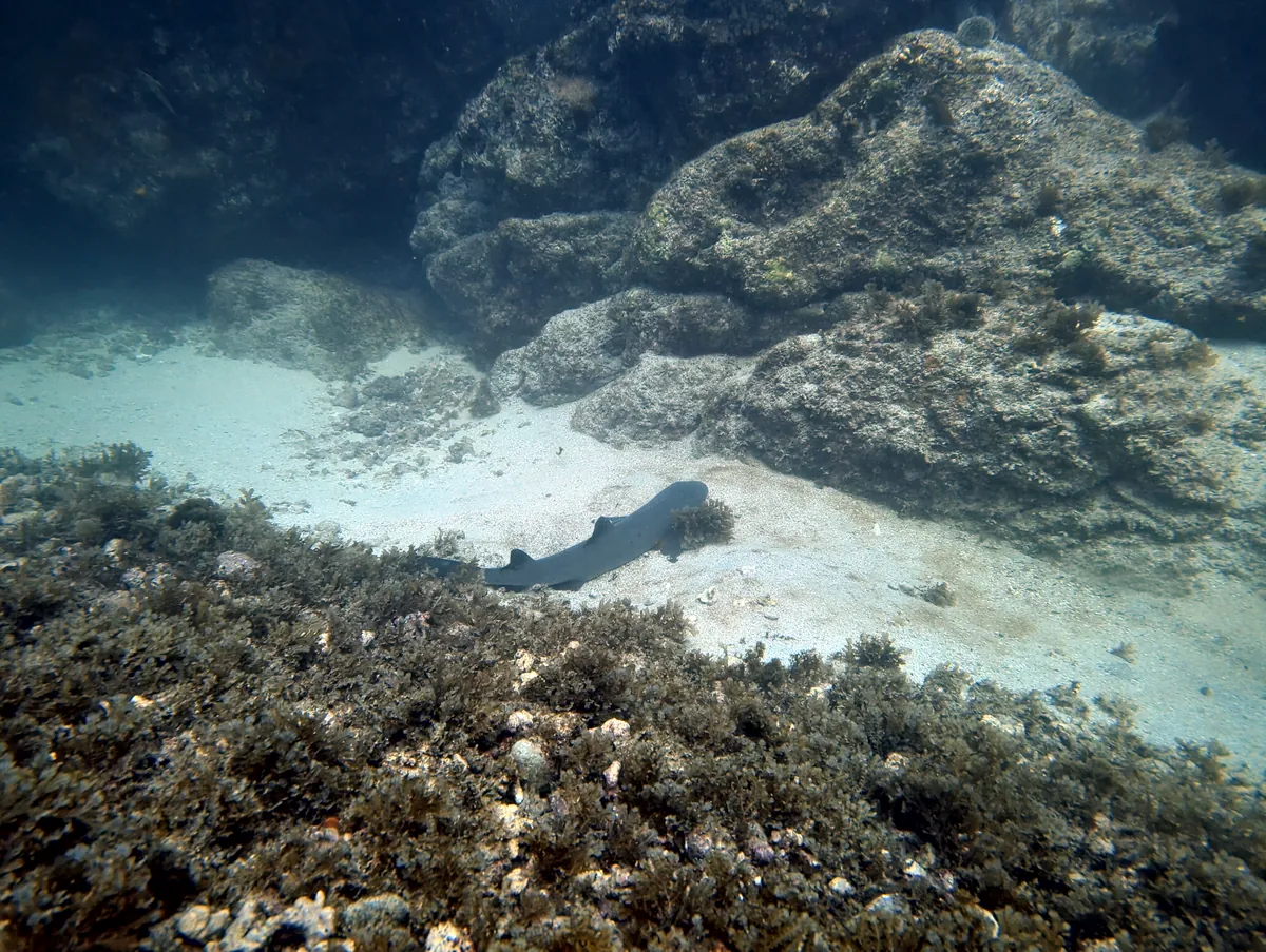 Whitetip Reef Shark