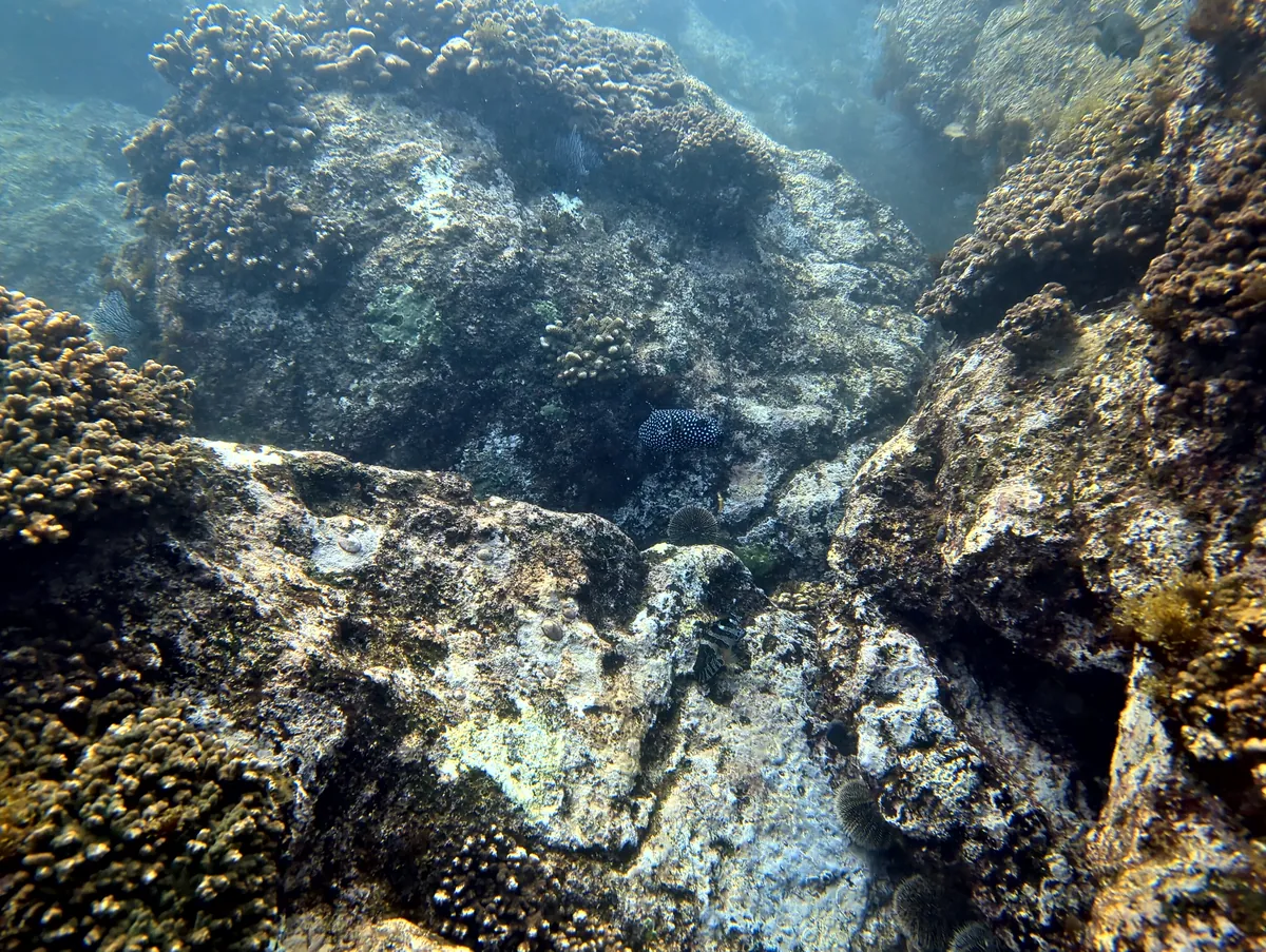 Guineafowl Puffer