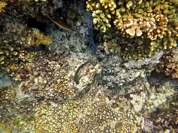 Panamic Fanged Blenny