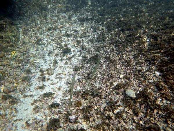Reef Cornetfish