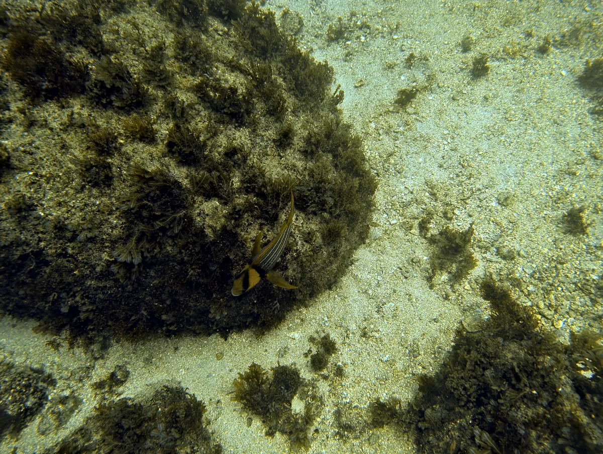 Panamic Porkfish