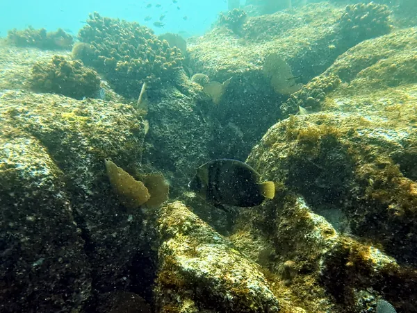 Cortez Angelfish