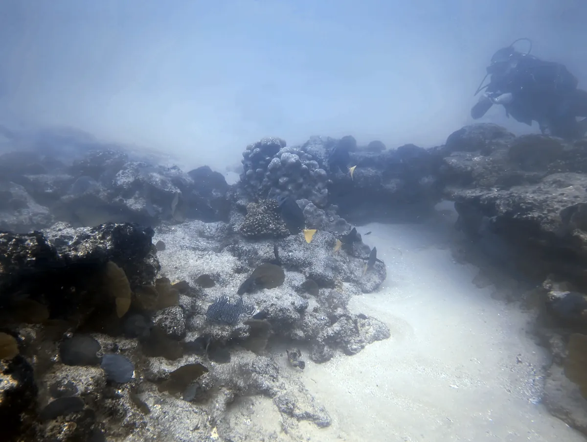 Yellowtail Surgeonfish